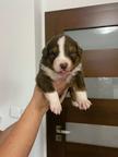 Australian Shepherd puppies - Australian Shepherd (342)