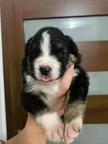 Australian Shepherd puppies - Australian Shepherd (342)