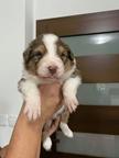 Australian Shepherd puppies - Australian Shepherd (342)