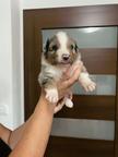 Australian Shepherd puppies - Australian Shepherd (342)