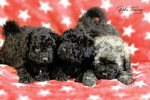 Puli Puppies - Puli (055)