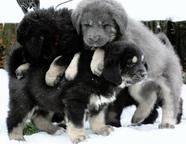 TIBETAN MASTIFF puppies after massive PARENTS