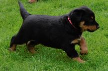 Puppies - Beauceron - Beauceron (044)