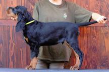 Gordonsetter puppies male available! - Gordon Setter (006)