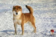 Shiba inu puppy - Shiba Inu (257)