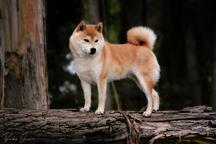 Shiba inu puppy - Shiba Inu (257)