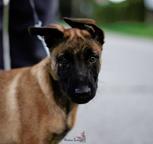 Malinois puppy - Belgian Shepherd Dog (015)