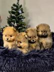 Pomeranian Puppies - Pomeranian