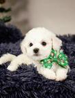 Bichon Frise puppies - Bichon Frisé (215)