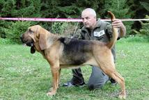 Bloodhound - Bloodhound (084)
