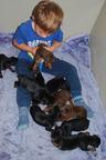 12 Weeks Outstanding Redbone Coonhound Puppies For Sale $600. - Redbone Coonhound 12 Weeks Outstanding Redbone Coonhound Puppies For Sale $600. - Redbone Coonhound