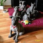 Thai ridgeback dog – blue puppies  with FCI pedigree. - Thai Ridgeback Dog (338)