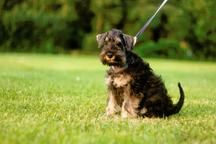 Big Central asian shepherd dog - Central Asian Shepherd Dog (335) Big Central asian shepherd dog - Central Asian Shepherd Dog (335)