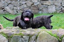 Cane corso - Italian Corso Dog (343)