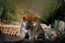 Shiba inu puppy - Shiba Inu (257)