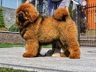 Dogs of your dream - Tibetan Mastiff (230)