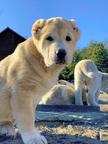 Pure Georgian puppies in Ukraine - Georgian shepherd