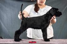 Giant Schnauzer  - Schnauzer (182)