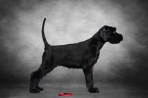 Giant Schnauzer  - Schnauzer (182)