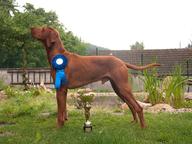 HUNGARIAN VIZSLA PUPPIES FOR SALE - Hungarian Short-Haired Pointing Dog (057)