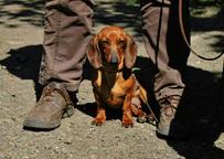 Dachshund kurzhaar - Zwerg - Dachshund (148)