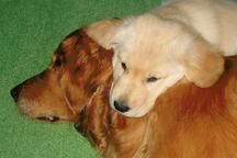 Demo showcase - Beautiful puppies for sale from DemoUser - Labrador Retriever (122)