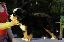 Bernese Mountain dog-Show quality female - Bernese Mountain Dog (045)