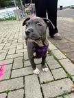 American Staffordshire - American Staffordshire Terrier (286)