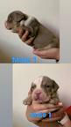 American bully pocket - American Bulldog