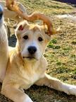 Pure Georgian puppies in Ukraine - Georgian shepherd