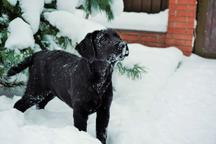 Labrador Retriever female black color - Labrador Retriever (122)