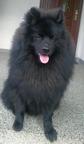 Grossspitz - Giant German Spitz Black puppies for sale - pedigree FCI - German Spitz (097)