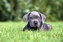 Blue, black Cane Corso puppies with pedigree - Italian Corso Dog (343)