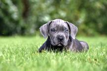 Blue, black Cane Corso puppies with pedigree - Italian Corso Dog (343) Blue, black Cane Corso puppies with pedigree - Italian Corso Dog (343)