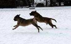 Formentino pupies Cane Corso with FCI pedigree - Italian Corso Dog (343) Formentino pupies Cane Corso with FCI pedigree - Italian Corso Dog (343)