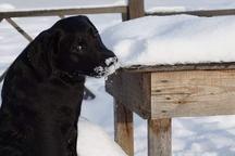 Labrador Retriever female black color - Labrador Retriever (122)