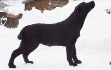 Labrador Retriever female black color - Labrador Retriever (122)