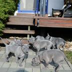 Thai ridgeback dog – blue puppies  with FCI pedigree. - Thai Ridgeback Dog (338)