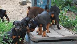 Big Central asian shepherd dog - Central Asian Shepherd Dog (335) Big Central asian shepherd dog - Central Asian Shepherd Dog (335)