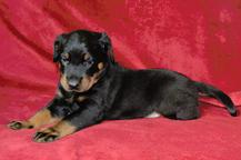 Puppies - Beauceron - Beauceron (044)