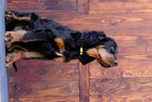 Gordonsetter puppies male available! - Gordon Setter (006)