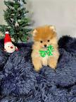 Pomeranian Puppies - Pomeranian