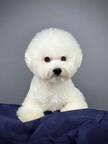 Bichon Frise puppies - Bichon Frisé (215)