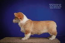 Pembroke Welsh Corgi (DM, vWd, PRA, Fluffy - CLEAR) - Welsh Corgi Pembroke (039)