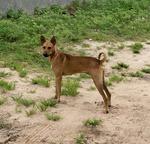 German Malinois Mix - Crossbreed