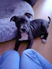 American Staffordshire - American Staffordshire Terrier (286)