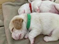 Beagle puppies for sale - Beagle (161)