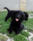 Flat coated retriever s PP - Flat coated retrívr (121)