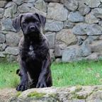 Cane corso - Italian Corso Dog (343)