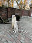 Beautiful Russian Wolfhound - Borzoi Puppies - Borzoi - Russian Hunting Sighthound (193)